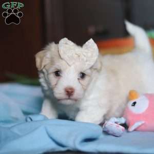 Grace, Havanese Puppy